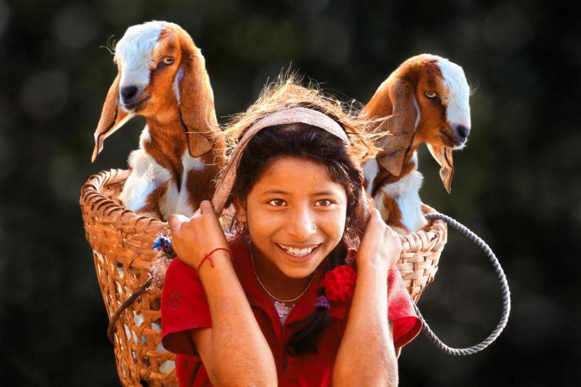 Goat sales girl 