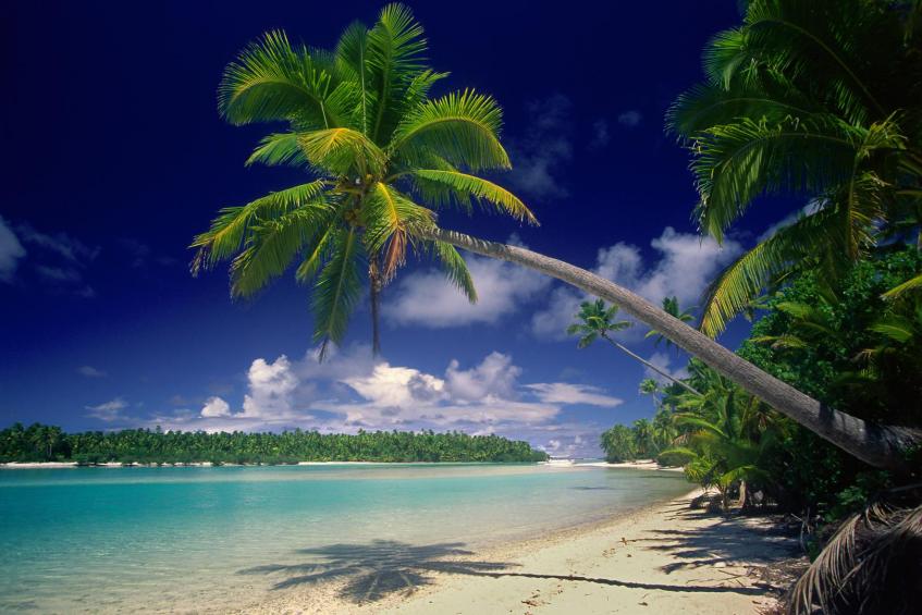 Palme auf Aitutaki 