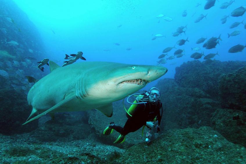 Harmony between human and shark 