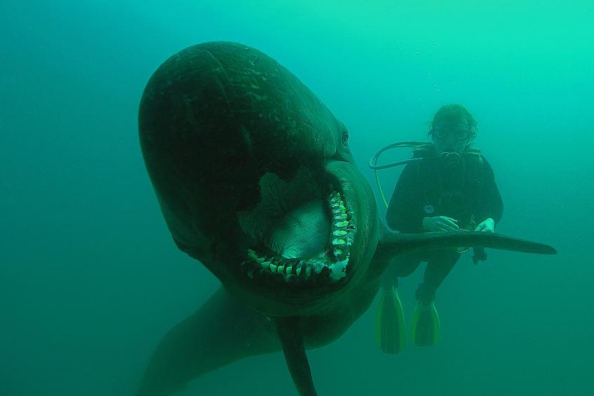 Killerwhale scaring photographer 