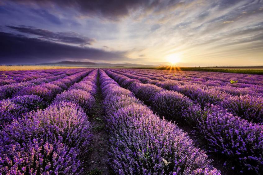 Lavender sunrise 