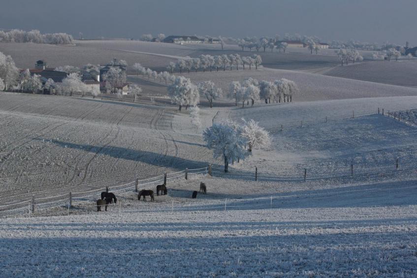 Winter im Mostviertel mit Pferden 