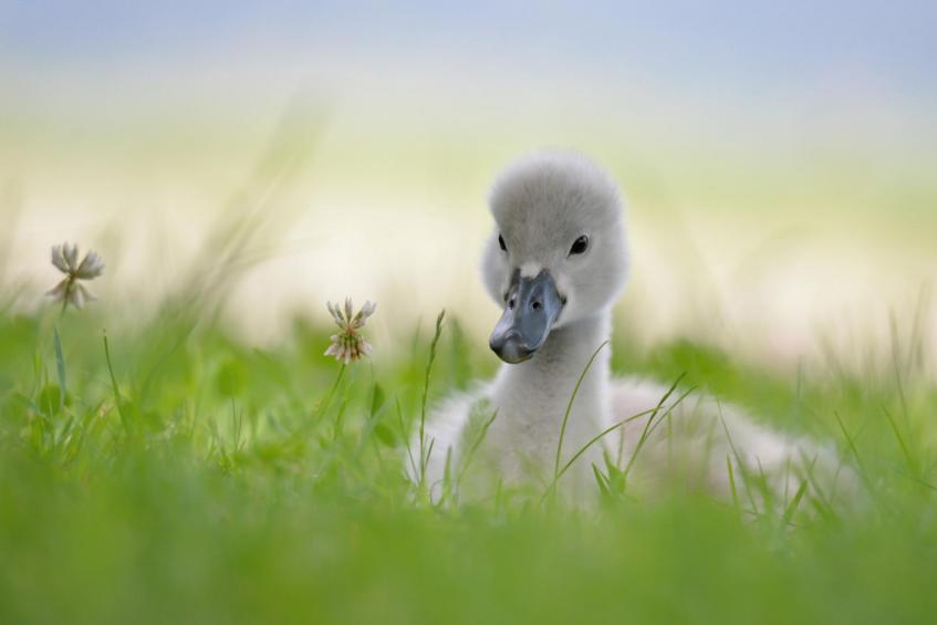 little swan 