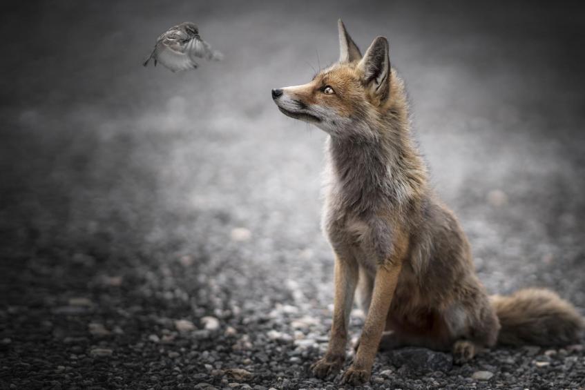 FOX & BIRD 