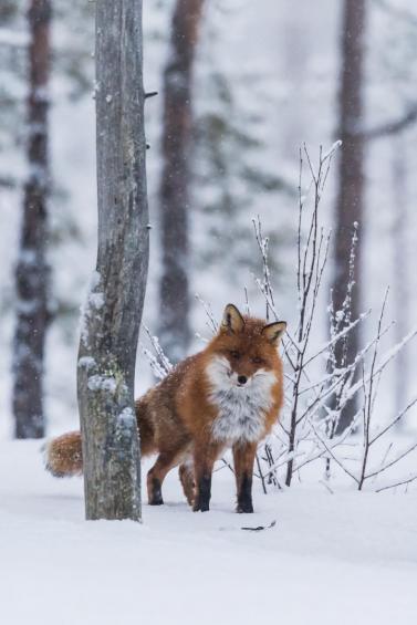 Fuchs im Winterlandschaft in Schweden 