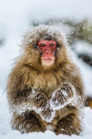 Snow monkey 