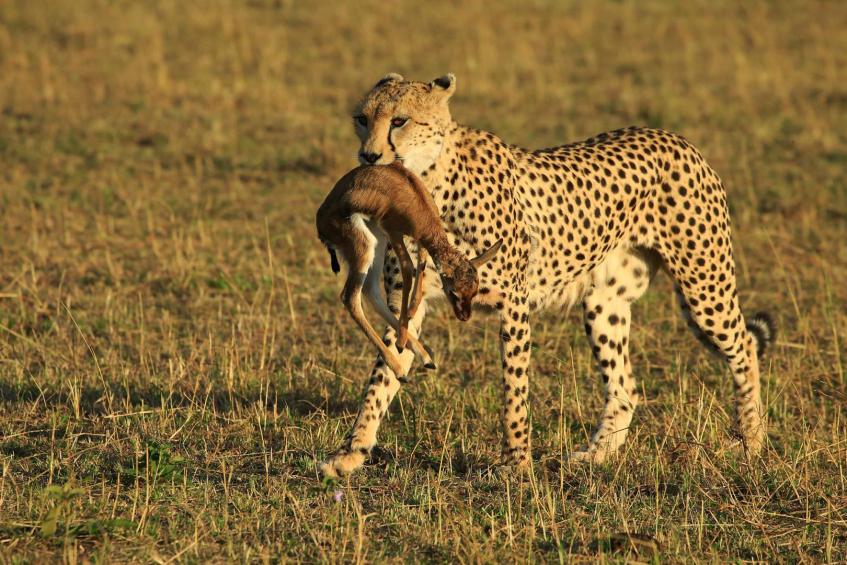 Cheetah has got fawn 