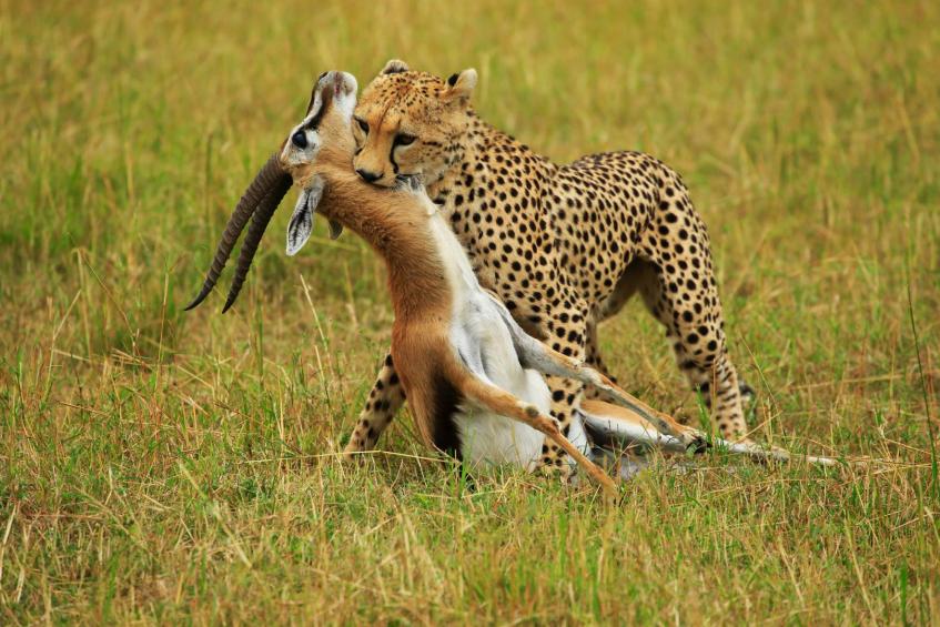 Cheetah moves kill 