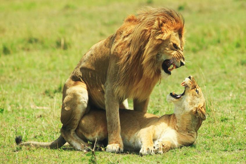 Lion love 