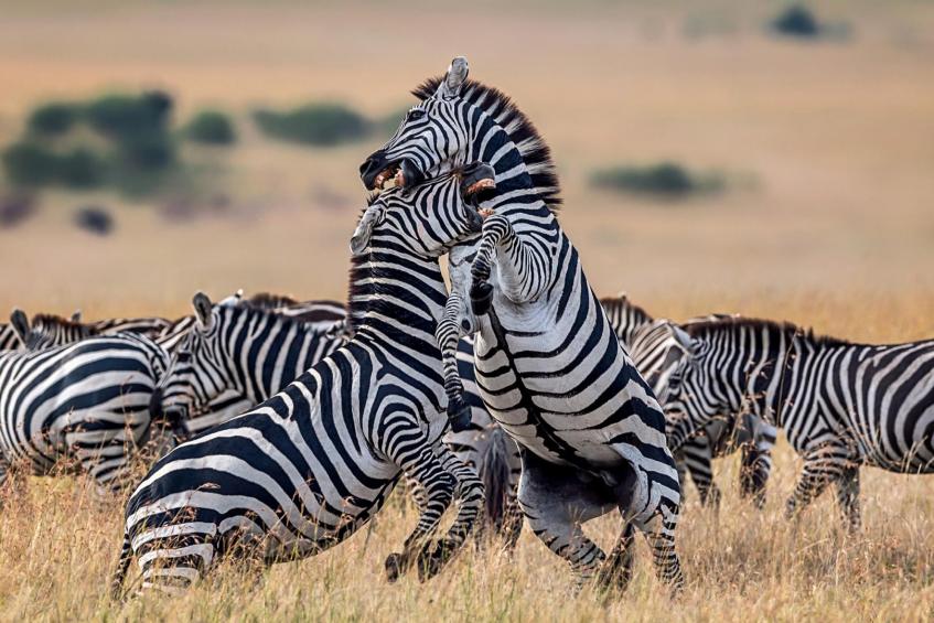 Zebras fighting 