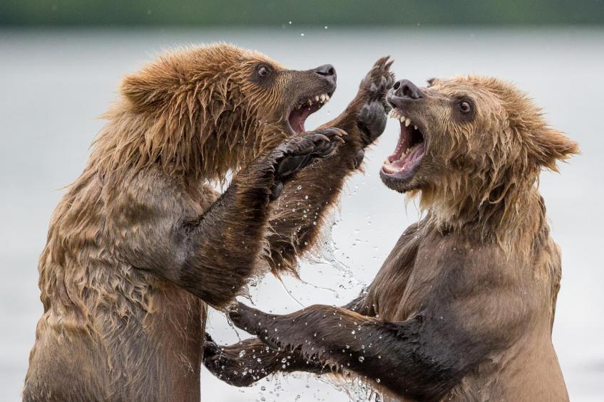 Bears fighting 