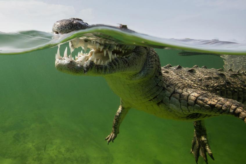 Split with crocodile 