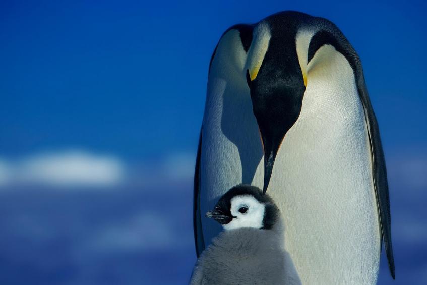 King penguin II 