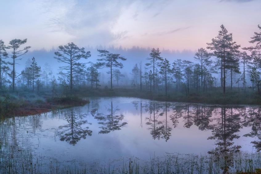 Foggy morning in the swamp 