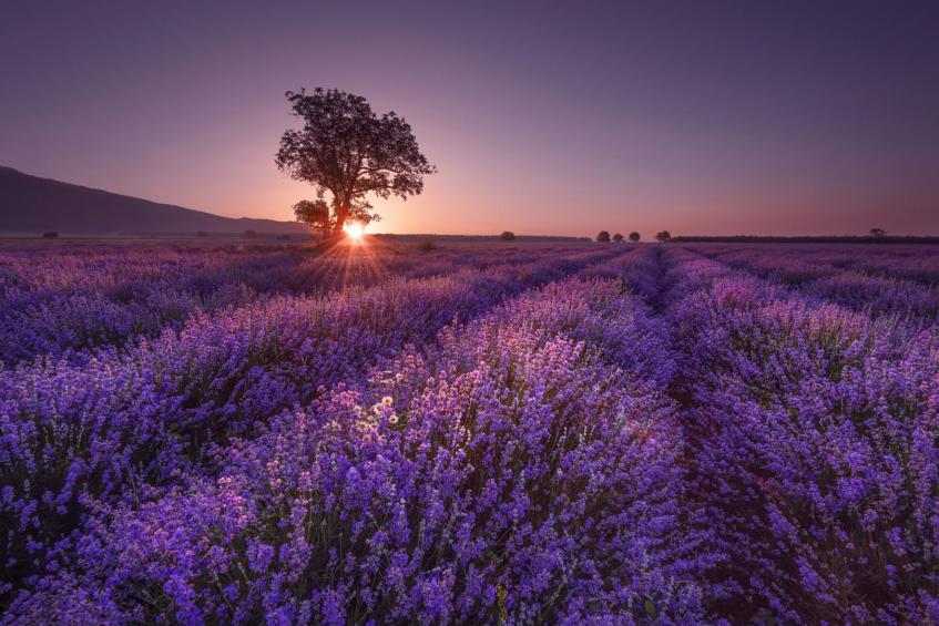 Lonely tree in the lavender field 