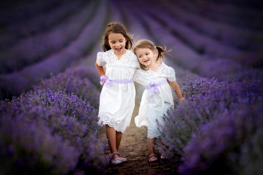 Lavender ladies 