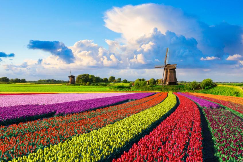 Tulips and windmill 