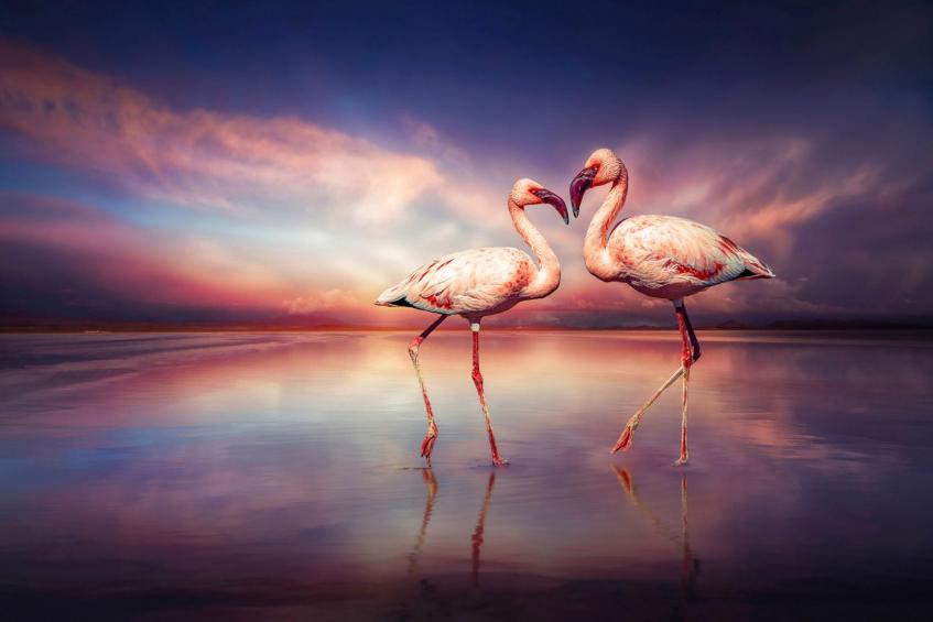 FlamingoLove 
