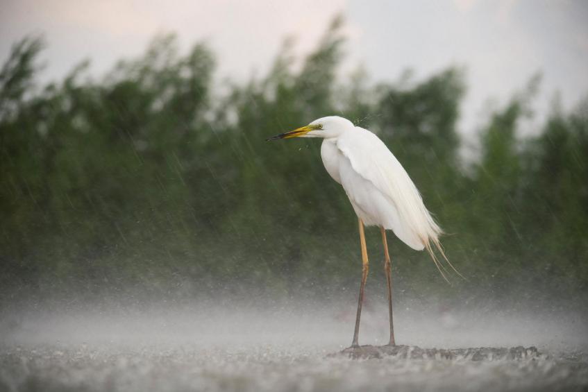 Egret in rain 