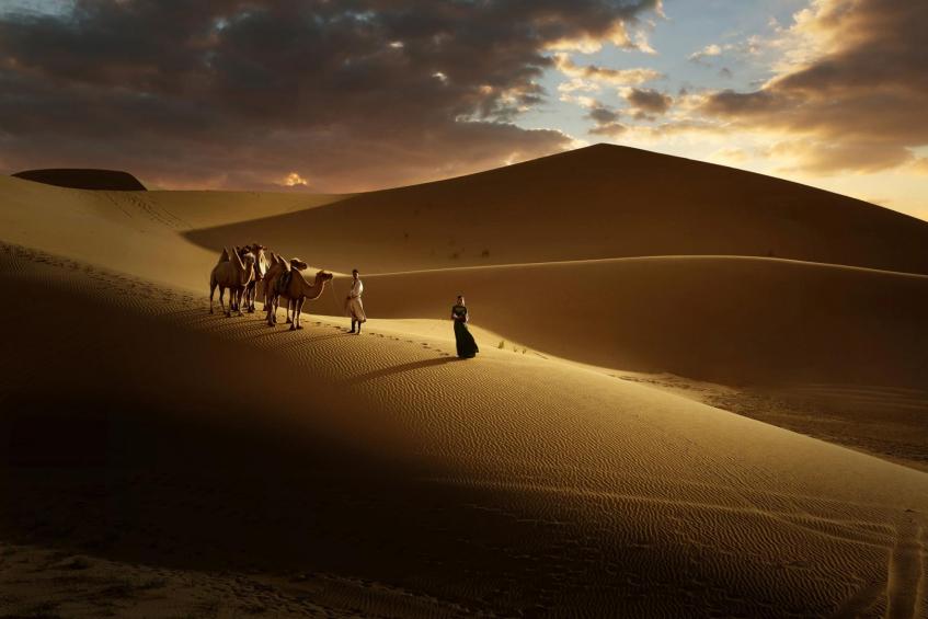 The desert camel 