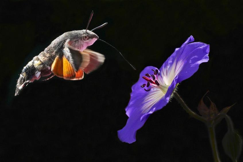 Taubenschwänzchen mit Blume 
