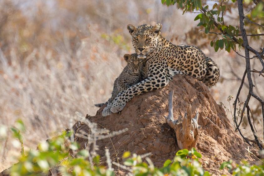 Leopard mit Nachwuchs 
