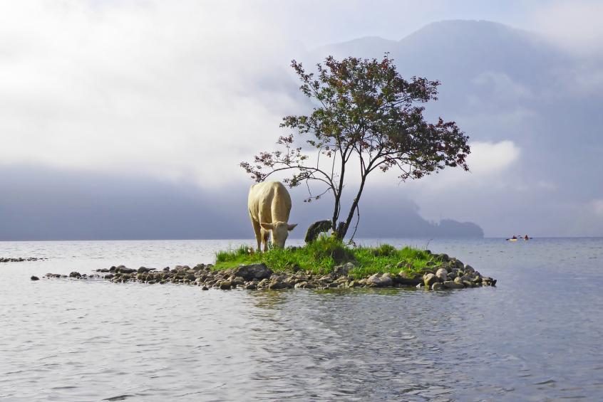Kuh auf Insel 