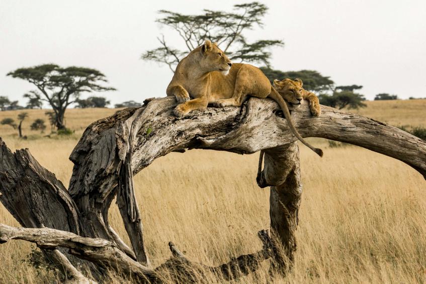 Lioness Scanning the Boundless Grassland 