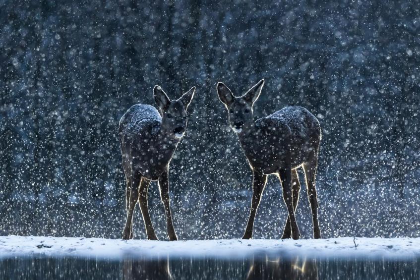 Two deers under the snow 
