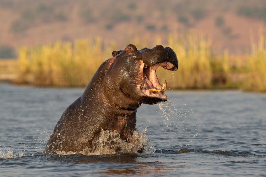 Aggressive hippo 