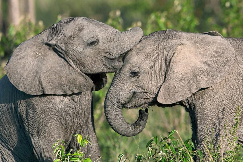 Elefantenfreundschaft 