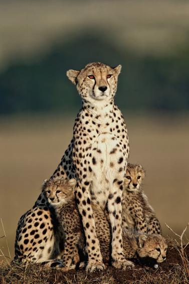 Gepardfamilie 