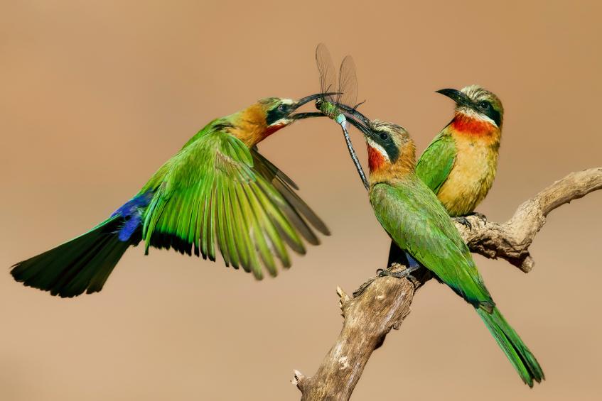 Bee-eater squabble 