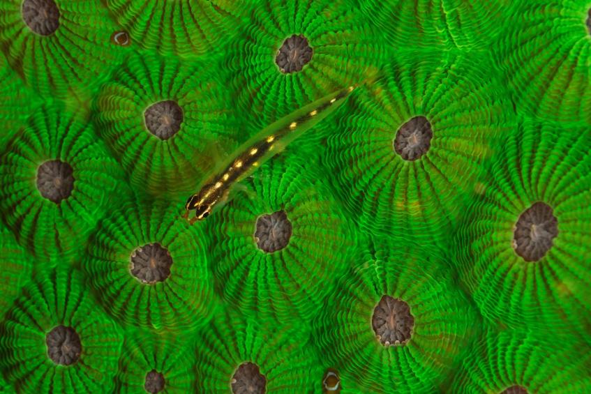 Gobi on green coral 