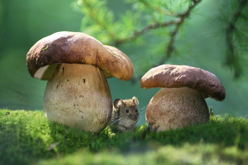 Little mouse and big mushroom 