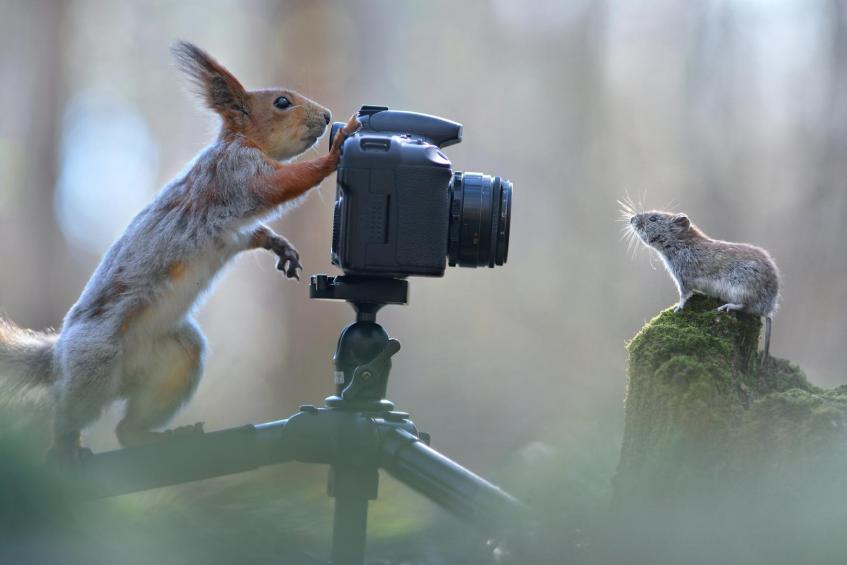 Mouse photography 