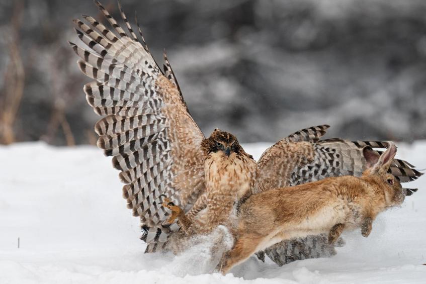 Hare escaping from hawk 
