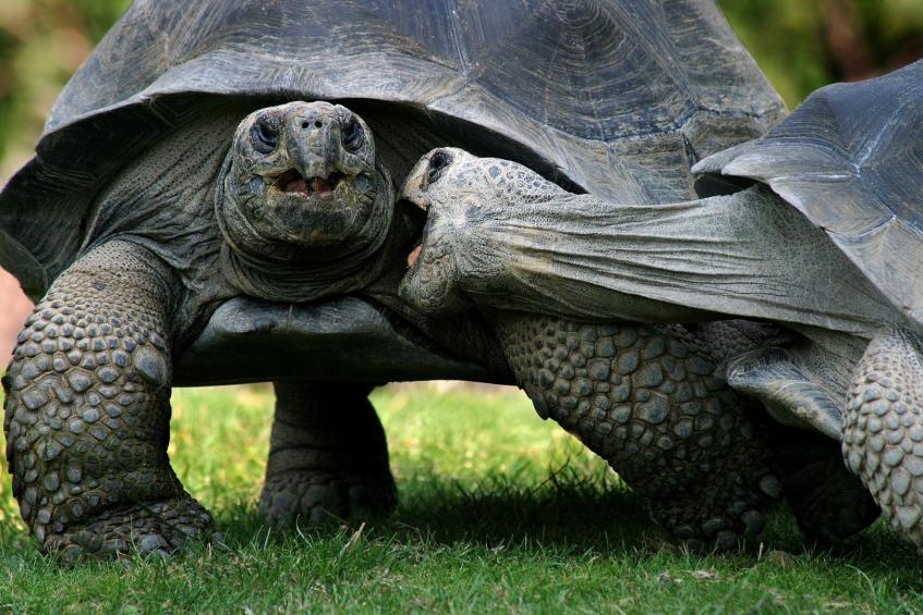 Streit der Schildkröten 