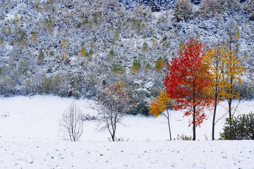 bunte Bäume im Schnee - bei Bad Vigaun 