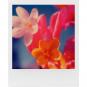 Polaroid 600 Film Color Doppelpack + Aufbewahrungsbox  - Thumbnail 6