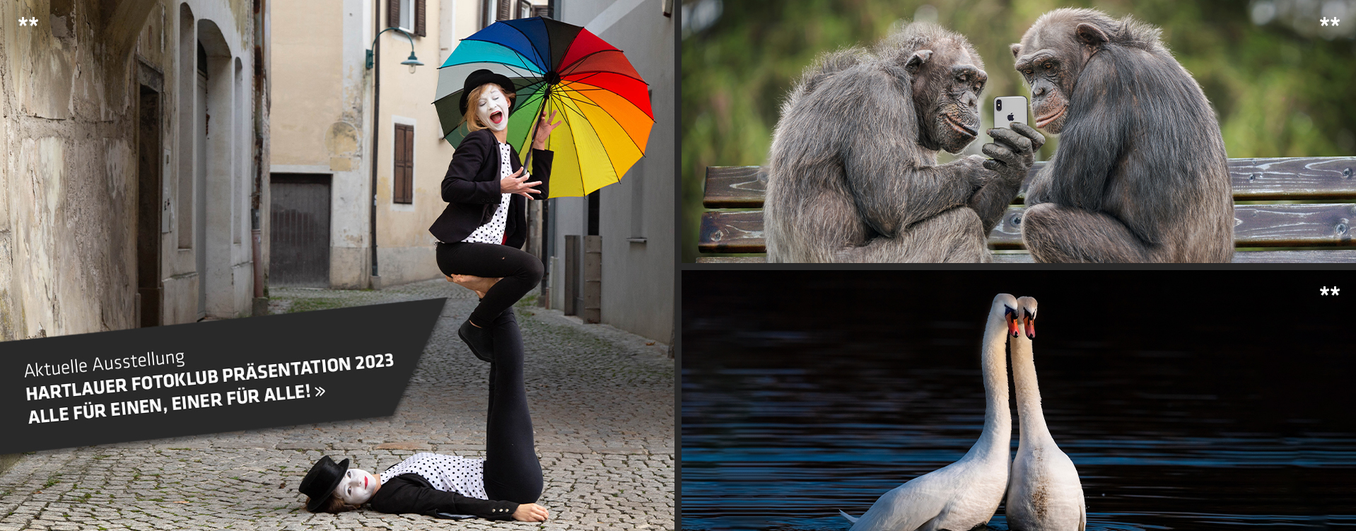 Zwei Affen mit auf einer Parkband, zwei Schwäne und zwei Frauen mit einem buntem Regenschirm.