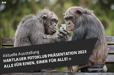 Zwei Affen mit einem Smartphone in der Hand